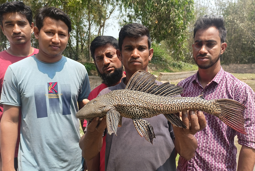 কুমিল্লায় পুকুরে মিলল নিষিদ্ধ সাকার মাছ