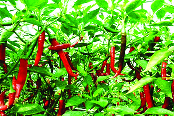 নদী তীরে লাল মরিচ