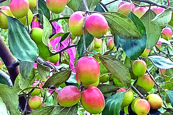 ধানের জমিতে বলসুন্দরী বরই চাষে বাজিমাত