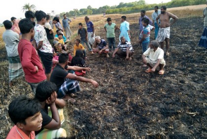 কাটার আগেই পুড়ে ছাই হলো ৩৬ বিঘা পাকা গম
