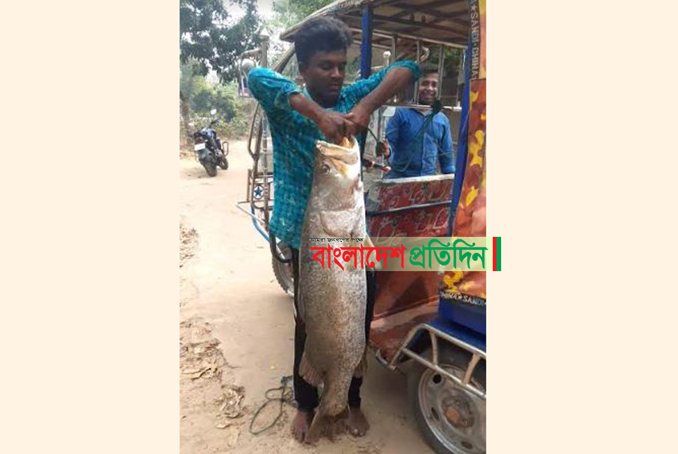 শাহপরীরদ্বীপে ধরা পড়ল ২৫ কেজির কোরাল মাছ