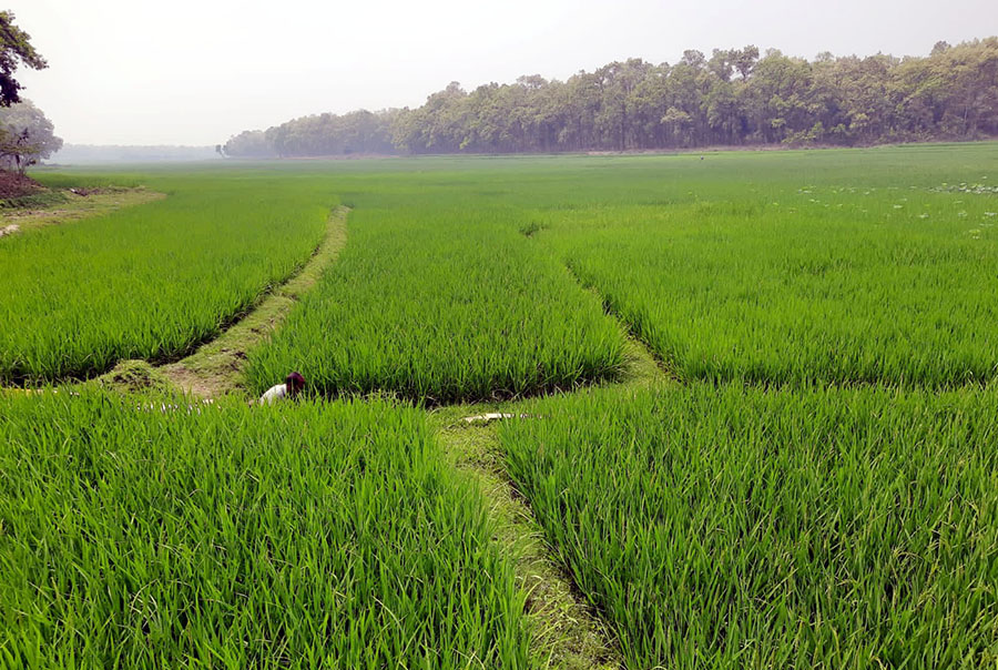 ঐতিহাসিক আশুড়ার বিলে সবুজের সমারোহ