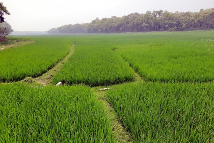 ঐতিহাসিক আশুড়ার বিলে সবুজের সমারোহ