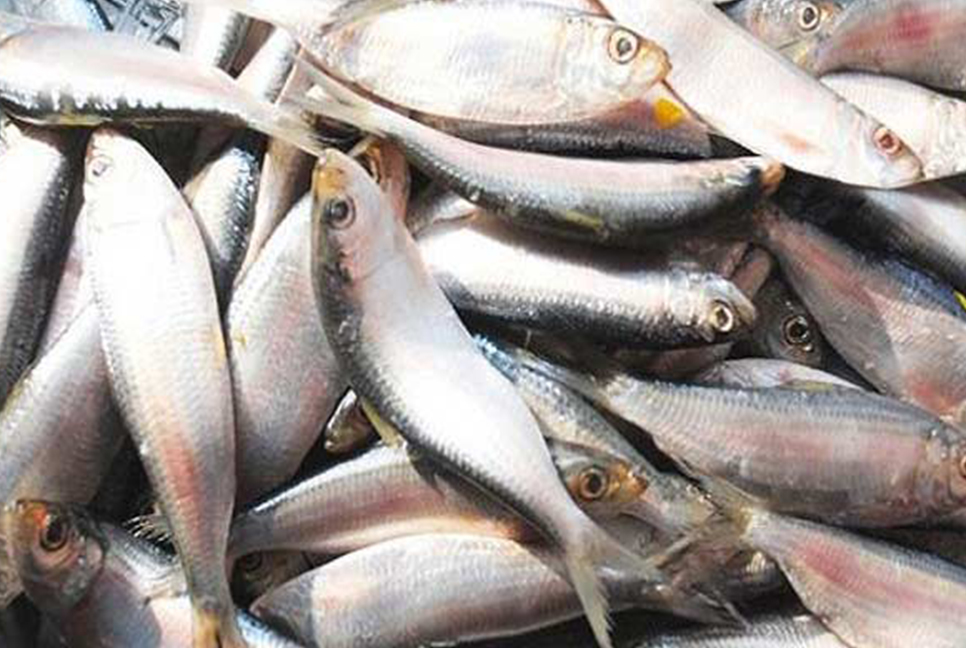 চাঁদপুরে সাড়ে ৪ হাজার কেজি জাটকা জব্দ