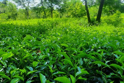 চা নিলাম শুরু ১৭ এপ্রিল; লক্ষ্যমাত্রা ১০ কোটি ২০ লাখ কেজি