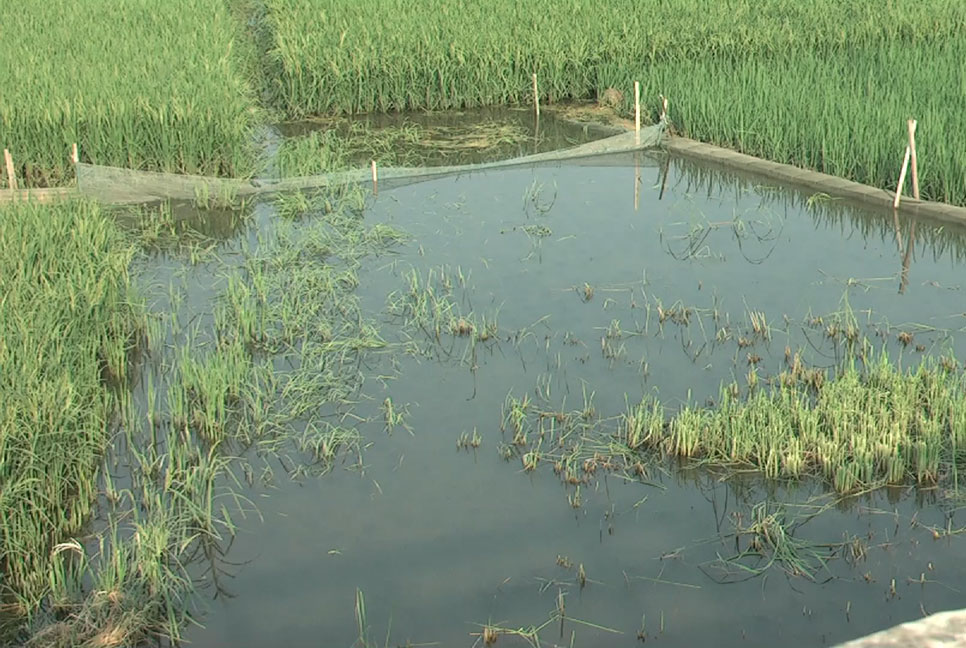 নেত্রকোনায় খাল ভরাট হওয়ায় বৃষ্টির পানিতেই ফসল নষ্টের আশঙ্কায় কৃষক 