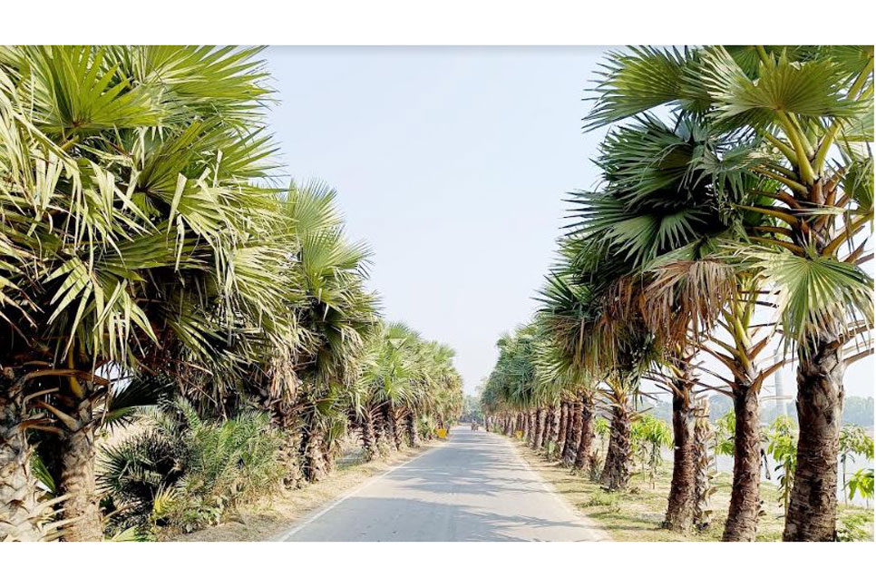 রক্ষা পেলো বাগমারার  
অর্ধশত তালগাছ