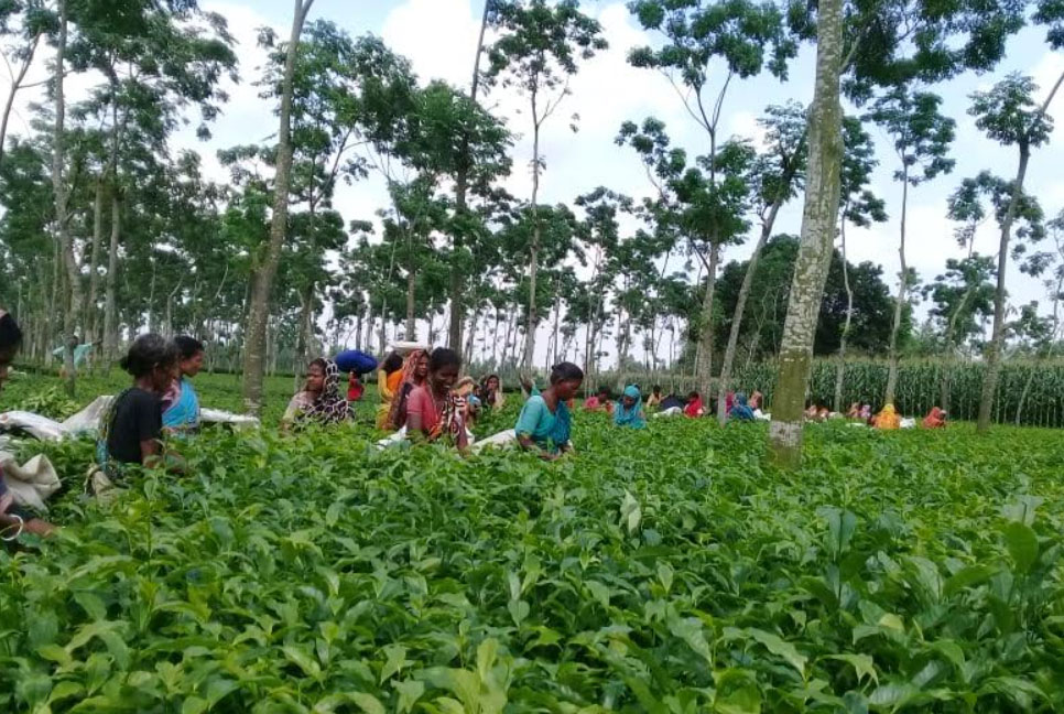 রংপুরেও হচ্ছে চায়ের আবাদ