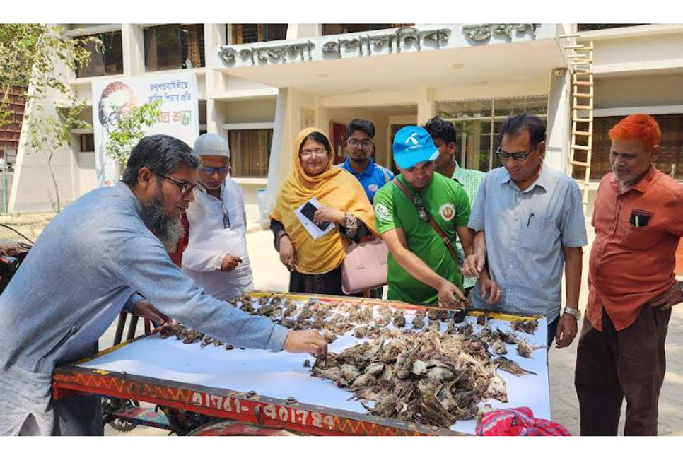 
সিংড়ায় আড়াই শতাধিক জবাইকৃত চাকলা ও চড়ুই পাখি উদ্ধার