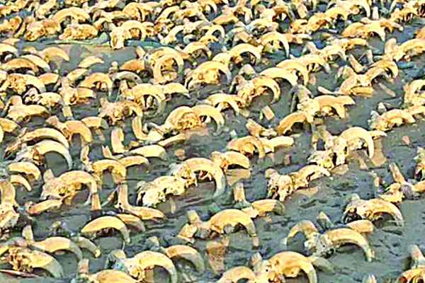 মিসরে পিরামিড চত্বরে ২ হাজার ভেড়ার কঙ্কাল!