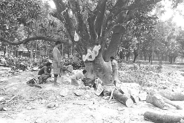 ফজলি বাগান ধ্বংস করে প্লট বিক্রি