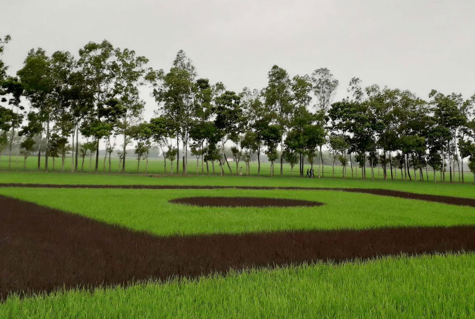 ফসলের মাঠে সবুজ ও বেগুনি ধানের চারা দিয়ে জাতীয় পতাকা অঙ্কন