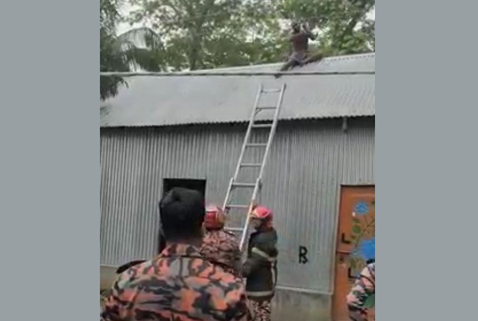 পুলিশের ধাওয়া খেয়ে টিনের চালে চোর, নামালো ফায়ার সার্ভিস