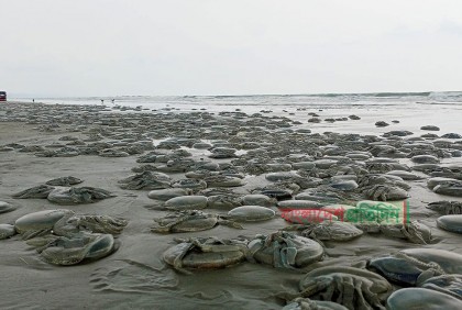 কক্সবাজার সৈকত ভেসে আসছে অসংখ্য মৃত জেলিফিশ