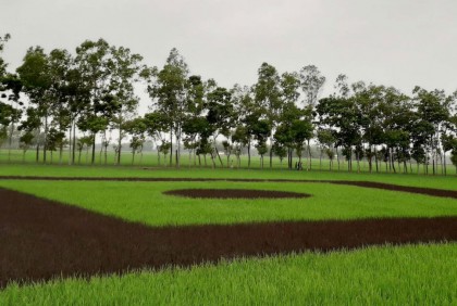 ফসলের মাঠে সবুজ ও বেগুনি ধানের চারা দিয়ে জাতীয় পতাকা অঙ্কন