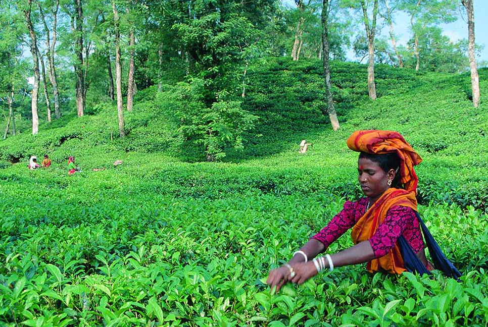 এ বছর চা উৎপাদন লক্ষ্যমাত্রা ১০ কোটি ২০ লাখ কেজি