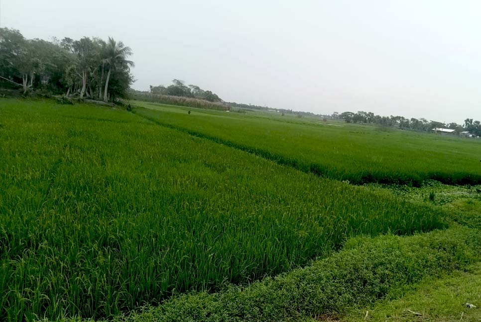 কোটালীপাড়ায় লক্ষ্যমাত্রার চেয়ে ৯৫০ হেক্টর জমিতে বেড়েছে বোরো আবাদ