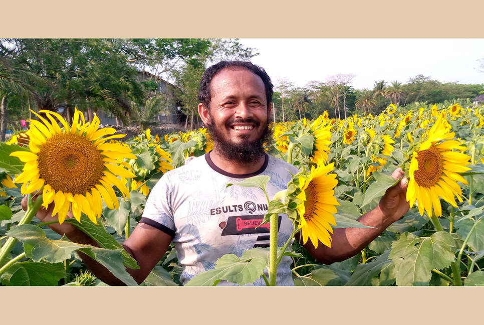 বিস্তৃত মাঠজুড়ে সূর্যমুখী ফুলের সমারোহ

