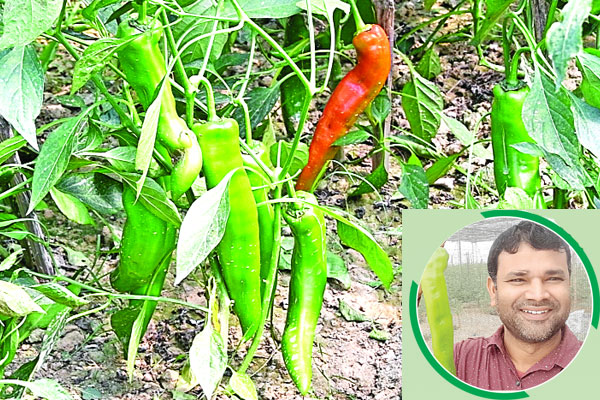নওগাঁয় ব্যানানা মরিচ চাষে সম্ভাবনা