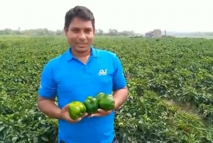 সবজি চাষে দুবাই প্রবাসী হাফিজের সাফল্য