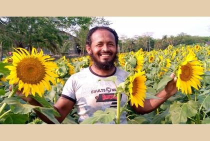 বিস্তৃত মাঠজুড়ে সূর্যমুখী ফুলের সমারোহ

