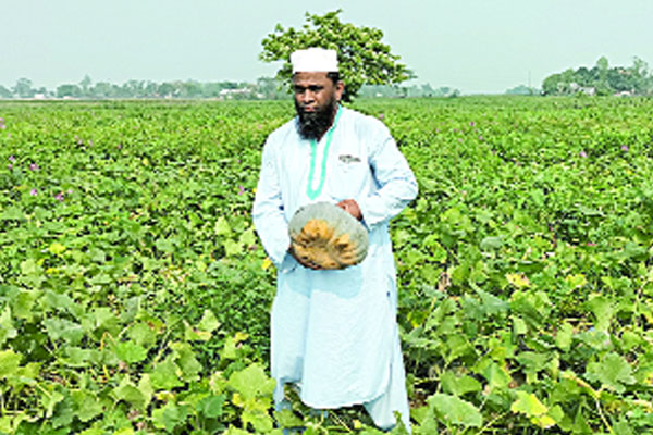 মিষ্টিকুমড়া চাষে বাজিমাত