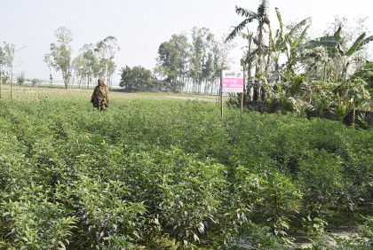 রংপুরে বেড়েছে শাক সবজি-সরিষা-ধনেপাতা চাষ, কমেছে ডাল-সূর্যমুখী

