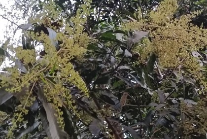 পাহাড়ে ঝড়ো হাওয়া, শঙ্কায় আম চাষিরা