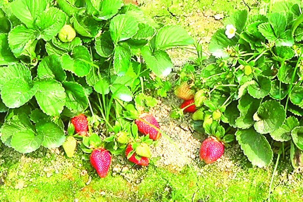 স্ট্রবেরিতে বাম্পার