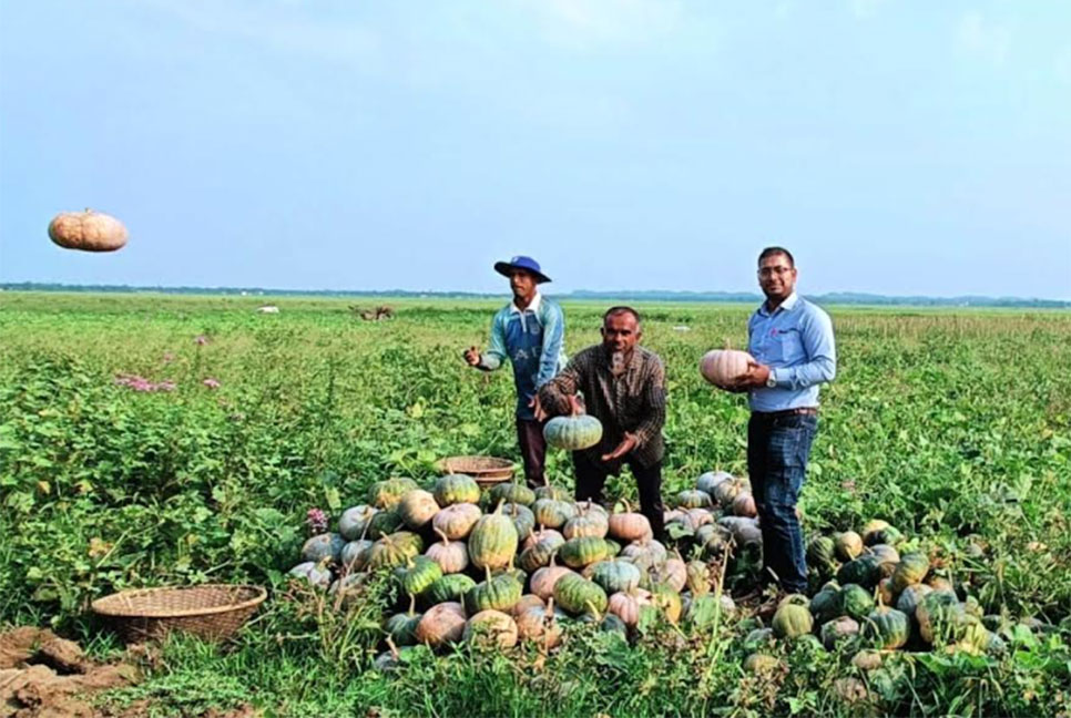 হাকালুকি হাওরে মিষ্টি কুমড়া চাষ