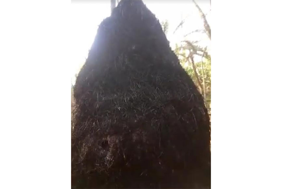 বাগেরহাটে মাদক কারবারীদের 
দৌরাত্ম্য