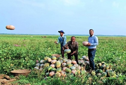 হাকালুকি হাওরে মিষ্টি কুমড়া চাষ