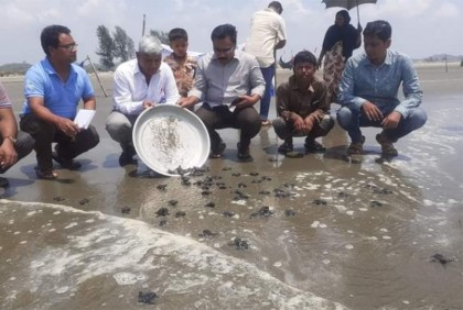 সমুদ্র সৈকতে ১২৬টি কাছিমের বাচ্চা অবমুক্ত