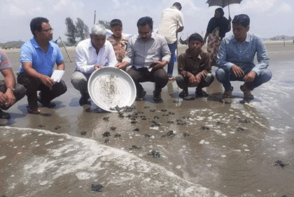 বঙ্গোপসাগরে ১২৬টি কচ্ছপের বাচ্চা অবমুক্ত