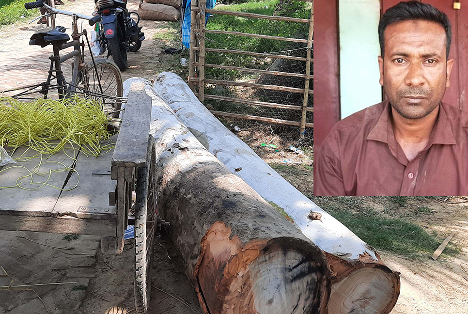 বগুড়ায় সড়কের গাছ কাটার সময় যুবক আটক