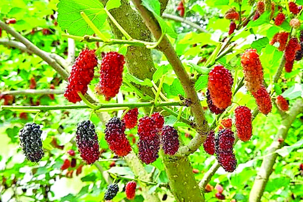 নওগাঁর বরেন্দ্র ভূমিতে মালবেরি