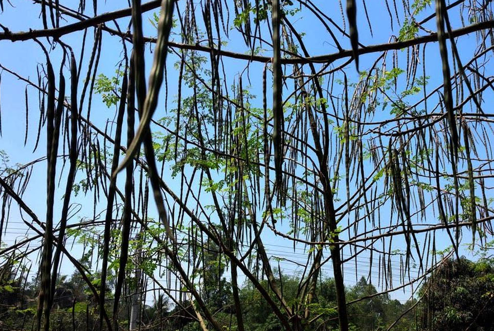 দিনাজপুরে ৬শ মেট্রিক টন সজনে ডাঁটার ফলন পাওয়ার সম্ভাবনা