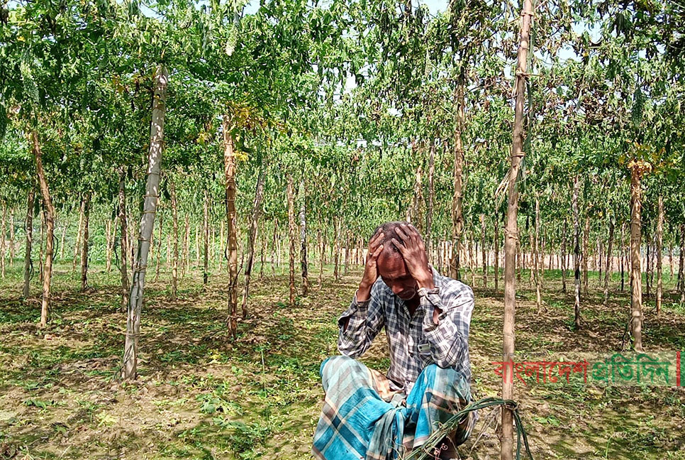 শত্রুতায় কৃষকের ক্ষেতের করলা গাছ কেটে সাবাড়
