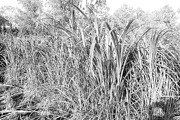 নেপিয়ার ঘাস বাণিজ্যিকভাবে চাষ বৃদ্ধি পাচ্ছে
