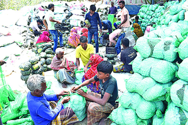 গঙ্গাচড়ার মিষ্টিকুমড়া যাচ্ছে মালয়েশিয়া সিঙ্গাপুরে
