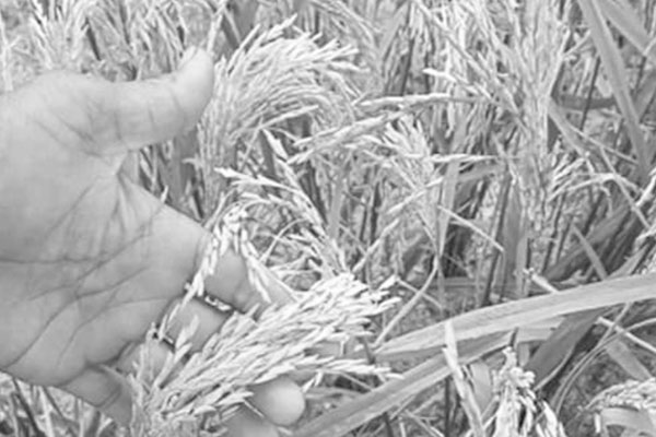 ব্লাস্টে আক্রান্ত হাওরের বোরো খেত