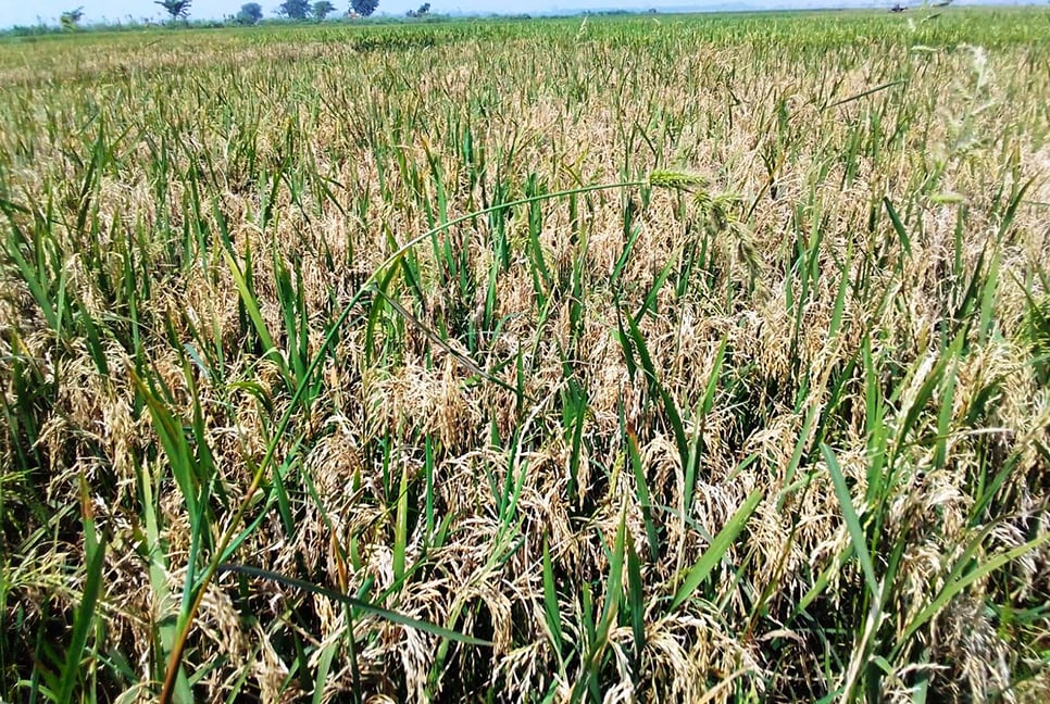 শ্রীমঙ্গলে ব্রি-২৮ ধানে চিটা, বিপাকে কৃষকরা