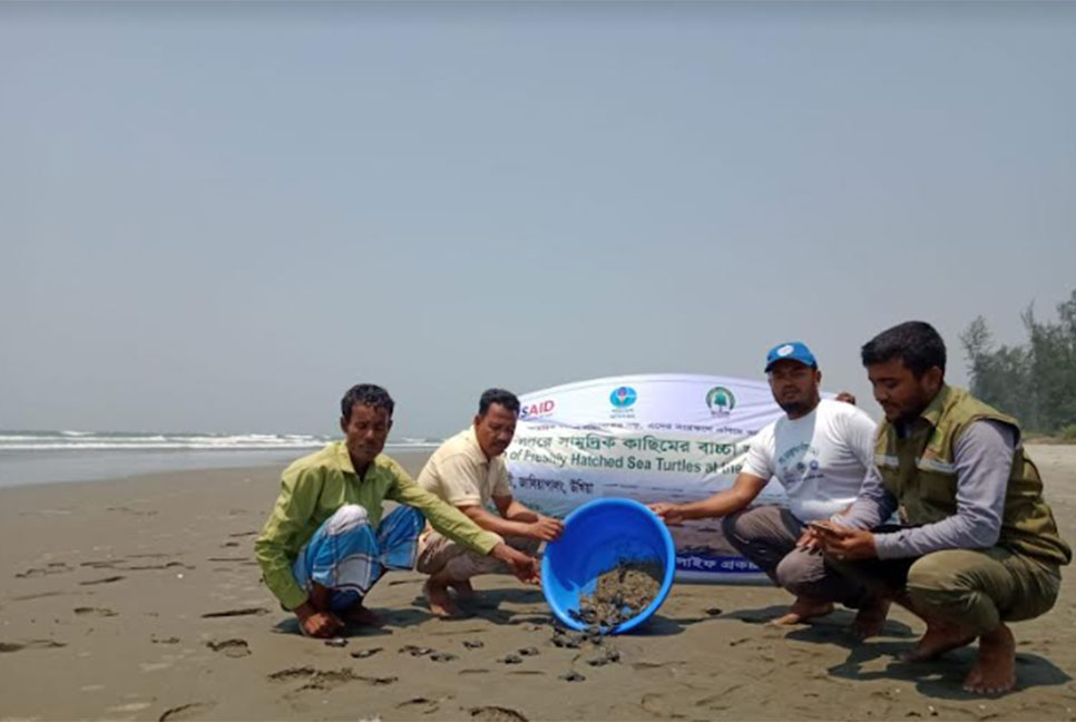 বঙ্গোপসাগরে অবমুক্ত করা হলো ৬০ কচ্ছপের বাচ্চা