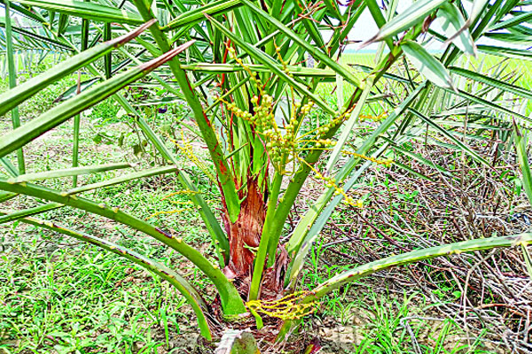 সৌদির খেজুর এখন নওগাঁয়