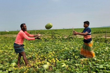 নরসিংদীর চরাঞ্চলে বাঙ্গির বাম্পার ফলন