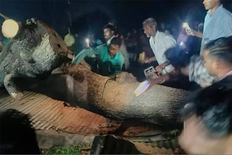 ভারতে গাছচাপায় ৭ জনের প্রাণহানি

