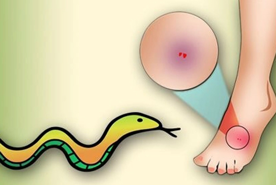 সাপের কামড়ে প্রাণ গেল শিশুটির!