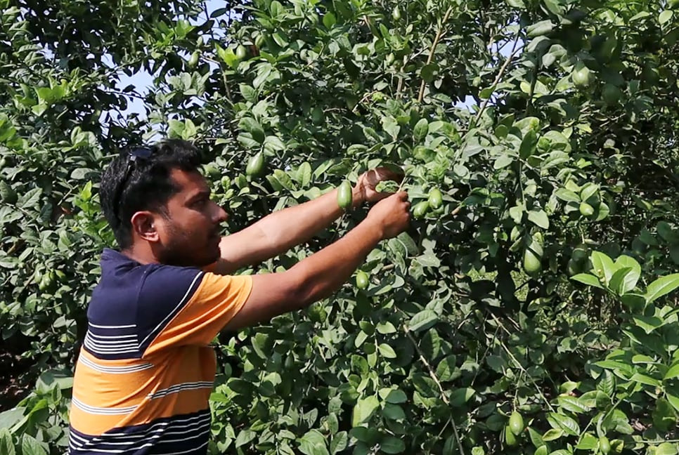 লেবু বাগান করে সফল সিদ্দিক