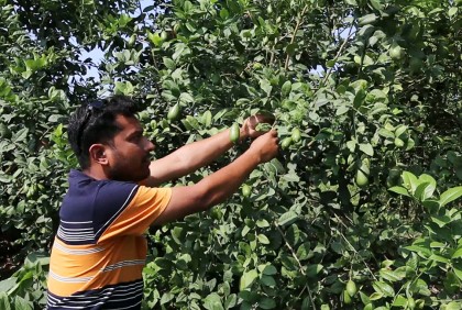 লেবু বাগান করে সফল সিদ্দিক