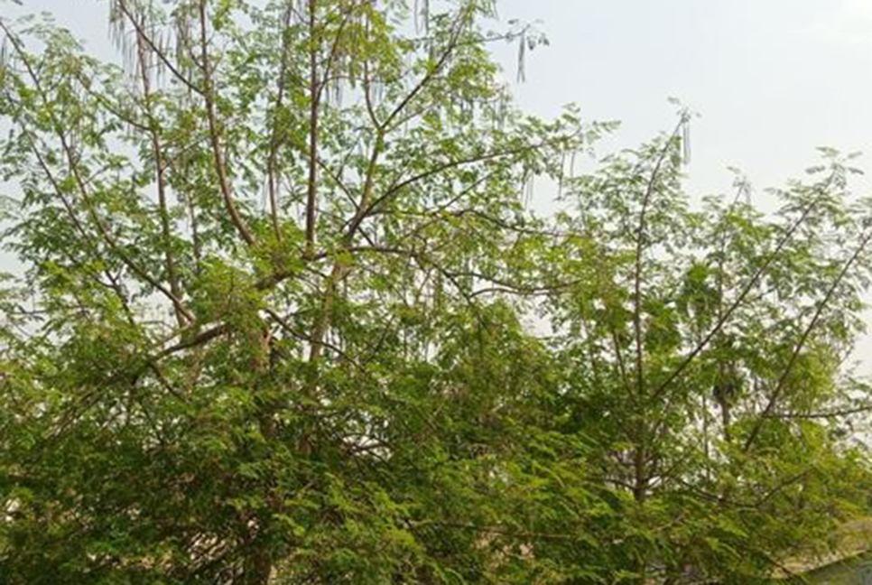 রংপুরে গাছে গাছে দোল খাচ্ছে সজনা